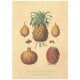 Flax Art Poster | Encyclopedia Fruit A | FWP-AP-EN3A